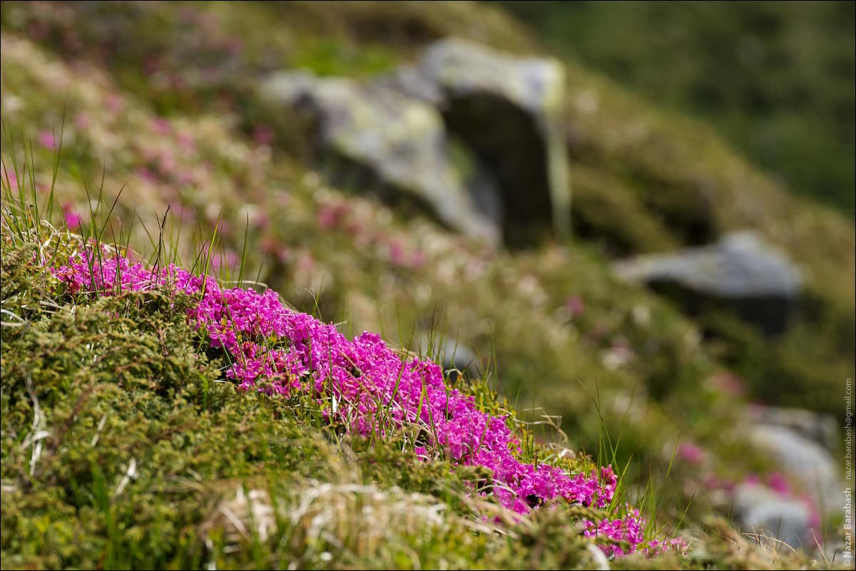 У Карпатах квітне червона рута. Як вона виглядає і де її шукати (фото)